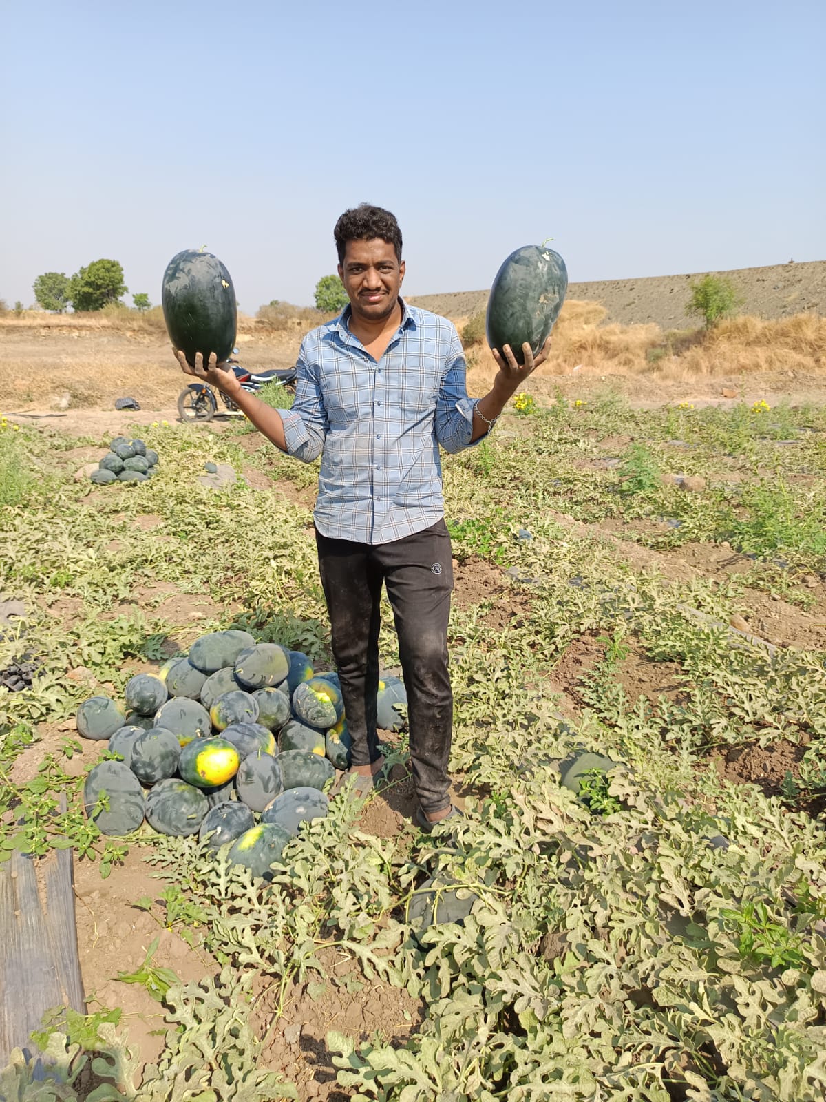 Harvest